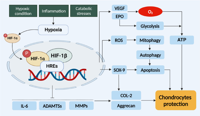 HIF-1<i>α</i>: linking subchondral bone and cartilage as a therapeutic target in osteoarthritis.