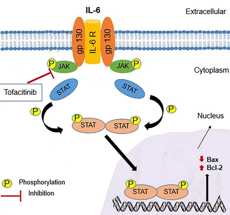 The Role of the JAK-STAT Signaling Pathway in the Protective Effects of Hepatic Ischemia Post-conditioning Against the Injury Induced by Ischemia/Reperfusion in the Rat Liver.