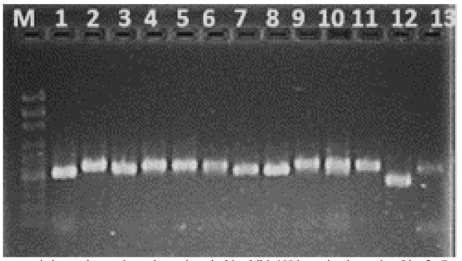 Molecular characterization of non-<i>Cryptococcus</i> yeast communities isolated from <i>Eucalyptus</i> trees.