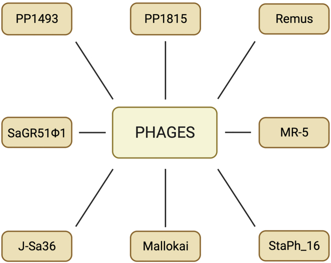 Phage therapy in prosthetic joint infections caused by Staphylococcus aureus - A literature review.
