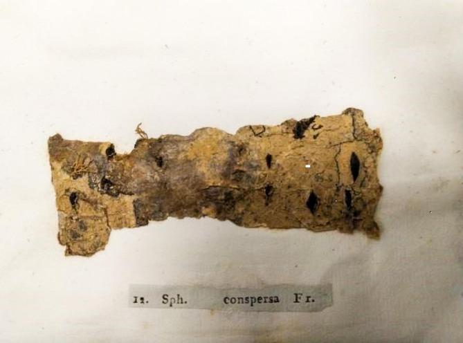 An uncut copy of Scleromyceti Sueciae: lost and then found.