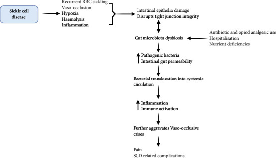 Gut Microbiota: Potential Therapeutic Target for Sickle Cell Disease Pain and Complications.