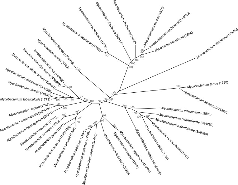 Evolution and emergence of Mycobacterium tuberculosis.