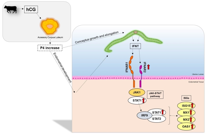 Human Chorionic Gonadotrophin (hCG) induces changes in IFN-pathway and Interferon-Stimulated Genes (ISGs) on the bovine endometrium at Day 18 of pregnancy.