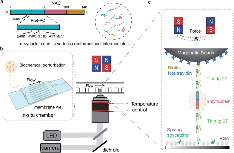 <i>In situ</i> single-molecule investigations of the impacts of biochemical perturbations on conformational intermediates of monomeric α-synuclein.