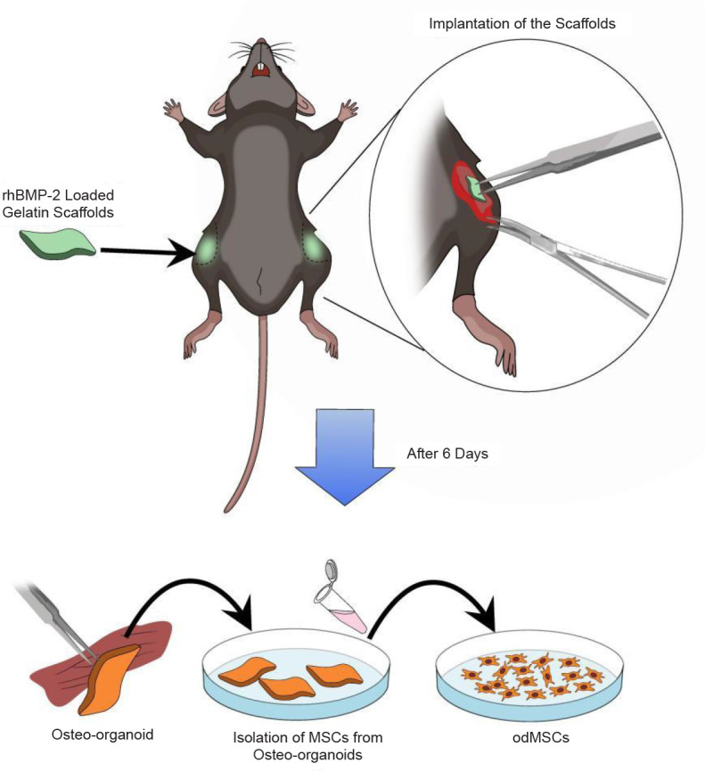 Large scale, high purity, high quality isolation of mesenchymal stem cells from osteo-organoids.