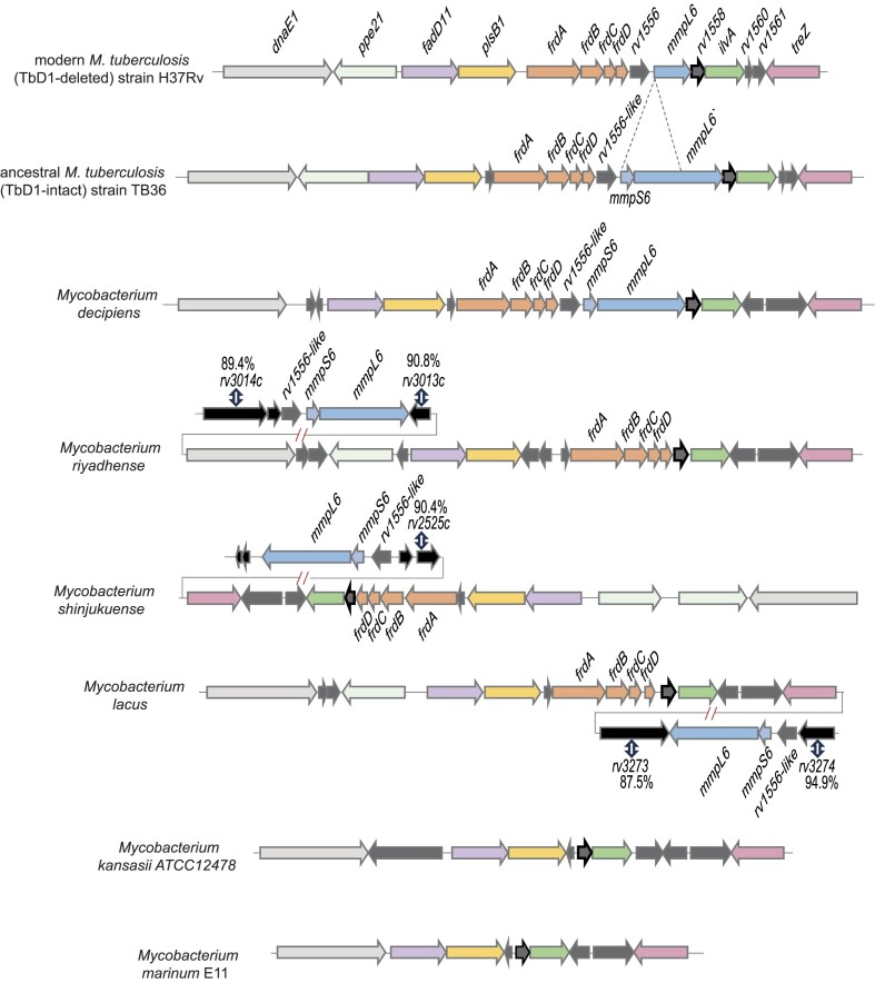 Evolution and emergence of Mycobacterium tuberculosis.