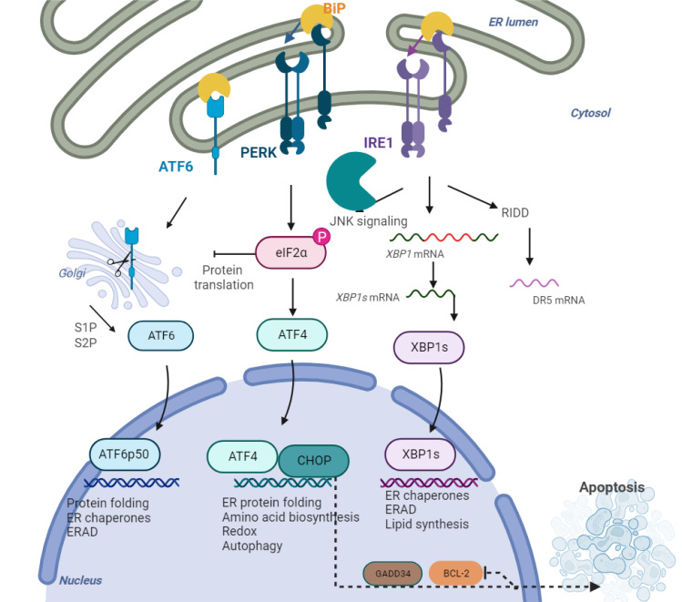 Understanding the Unfolded Protein Response (UPR) Pathway: Insights into Neuropsychiatric Disorders and Therapeutic Potentials.