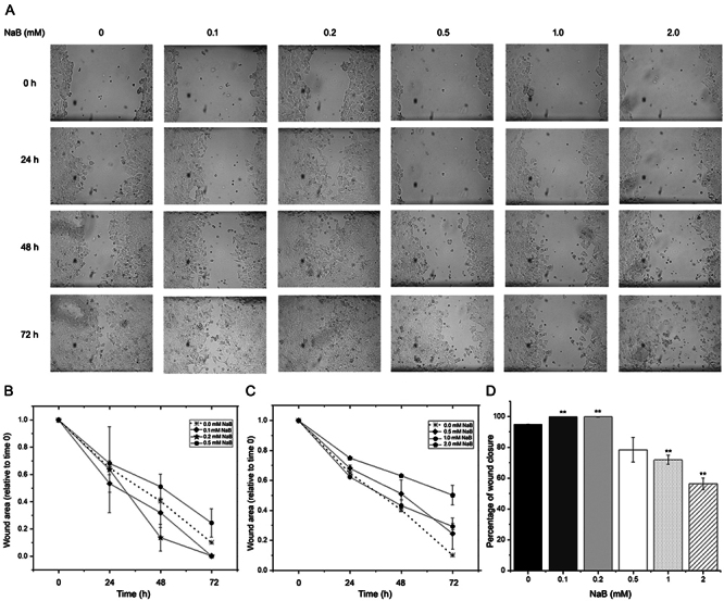 Uncovering a novel mechanism: Butyrate induces estrogen receptor alpha activation independent of estrogen stimulation in MCF-7 breast cancer cells.