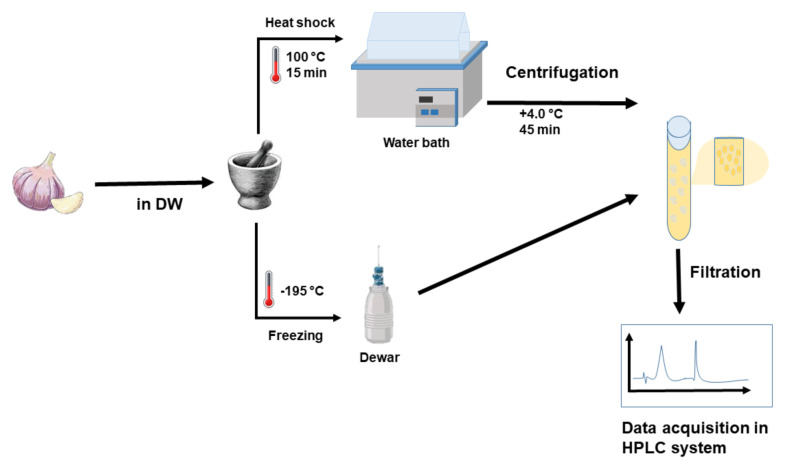 Sensitive and accurate determination of oil-soluble and water-soluble organosulfur compounds in garlic matrix using reversed phase-high performance liquid chromatography.