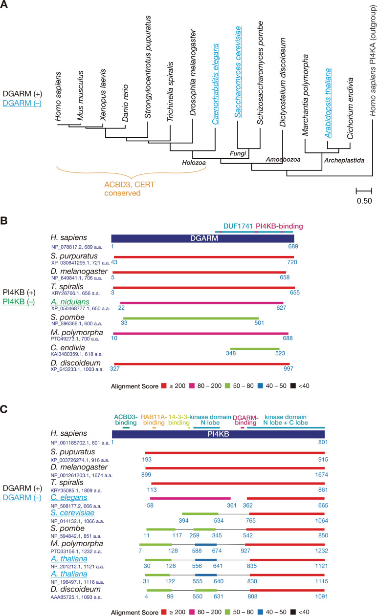 DGARM/C10orf76/ARMH3 for Ceramide Transfer Zone at the Endoplasmic Reticulum-Distal Golgi Contacts.