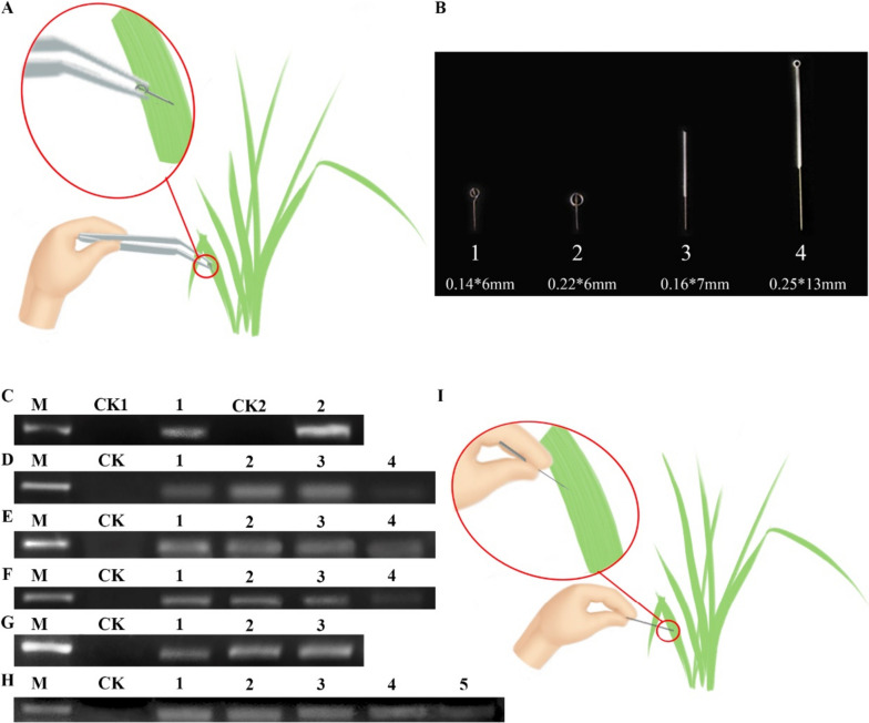 A three-minute solid phase-based plant RNA extraction method.