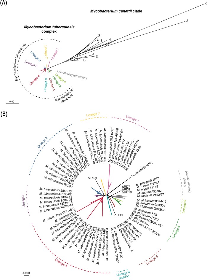 Evolution and emergence of Mycobacterium tuberculosis.
