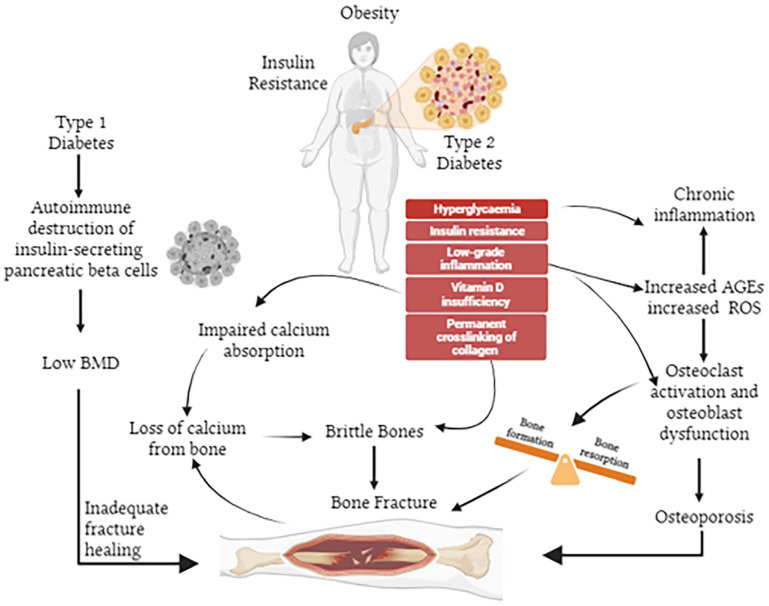 Gut-Derived Peptide Hormone Analogues and Potential Treatment of Bone Disorders in Obesity and Diabetes Mellitus.