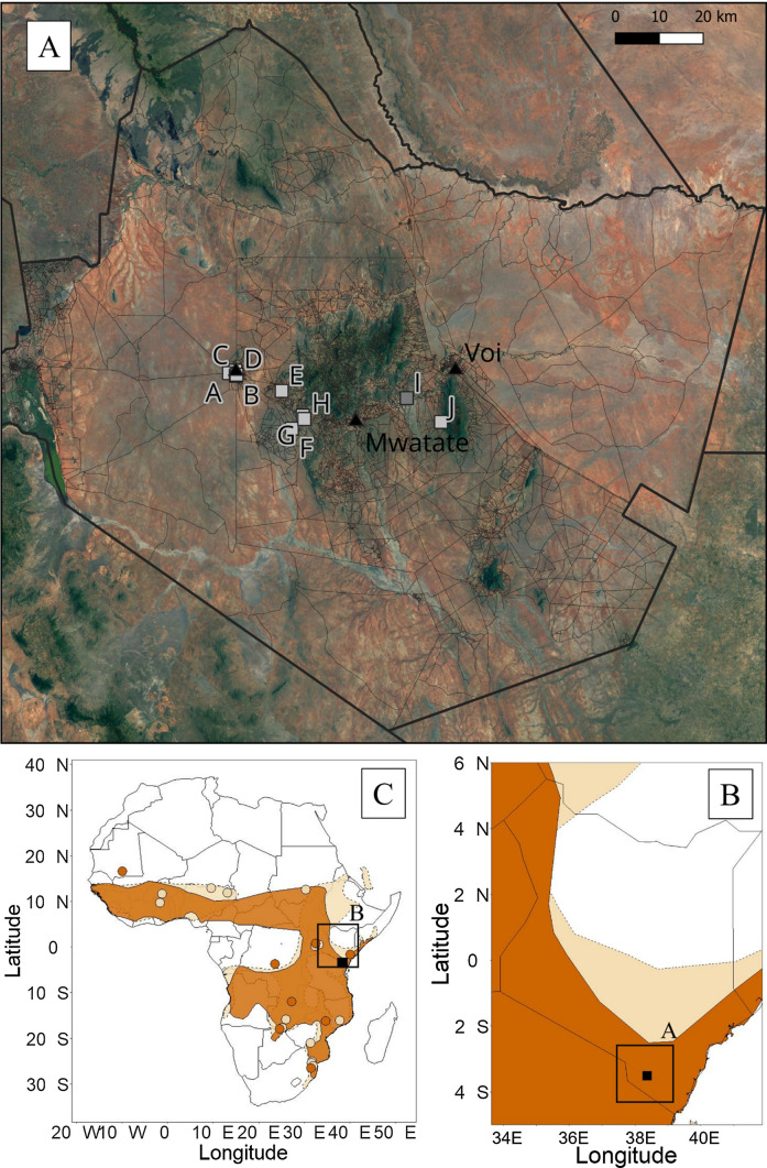 Kenyan Free-Tailed Bats Demonstrate Seasonal Birth Pulse Asynchrony with Implications for Virus Maintenance.