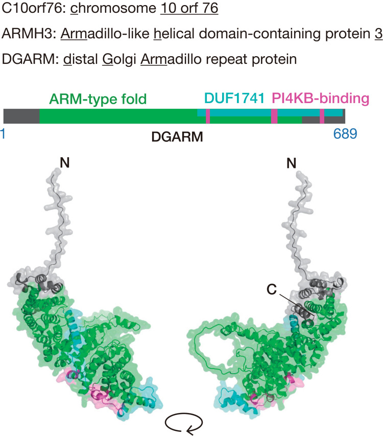 DGARM/C10orf76/ARMH3 for Ceramide Transfer Zone at the Endoplasmic Reticulum-Distal Golgi Contacts.