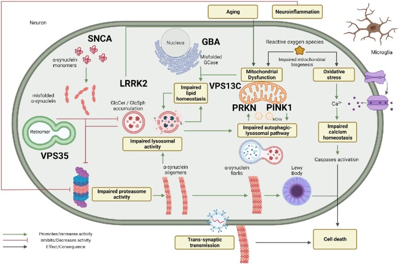 Genetics in Parkinson's disease, state-of-the-art and future perspectives.