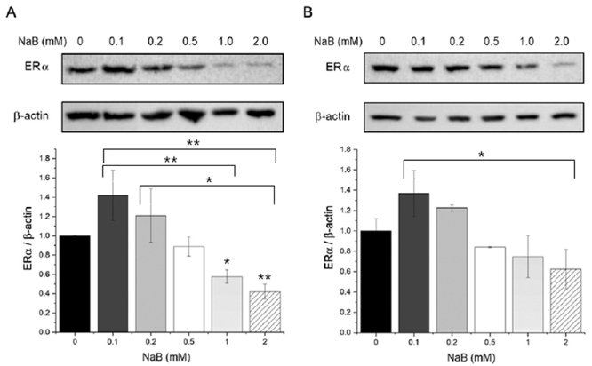 Uncovering a novel mechanism: Butyrate induces estrogen receptor alpha activation independent of estrogen stimulation in MCF-7 breast cancer cells.