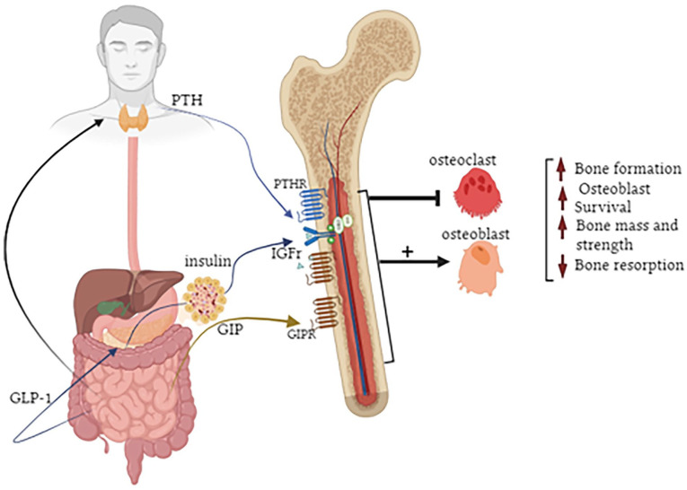 Gut-Derived Peptide Hormone Analogues and Potential Treatment of Bone Disorders in Obesity and Diabetes Mellitus.