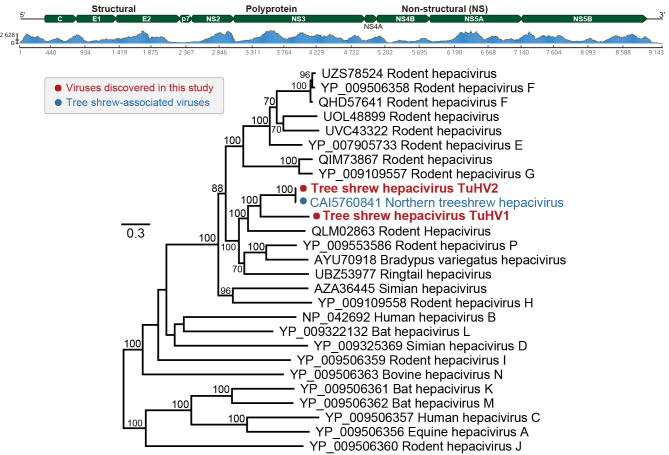 Identification of novel mammalian viruses in tree shrews ( <i>Tupaia belangeri chinensis</i>).