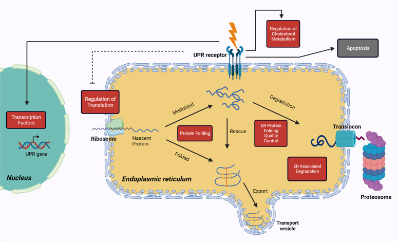 Understanding the Unfolded Protein Response (UPR) Pathway: Insights into Neuropsychiatric Disorders and Therapeutic Potentials.