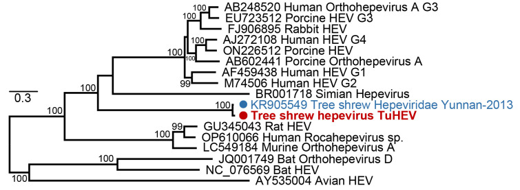 Identification of novel mammalian viruses in tree shrews ( <i>Tupaia belangeri chinensis</i>).