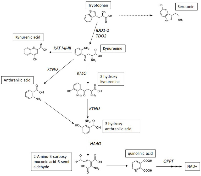Kynurenine Pathway in Respiratory Diseases.