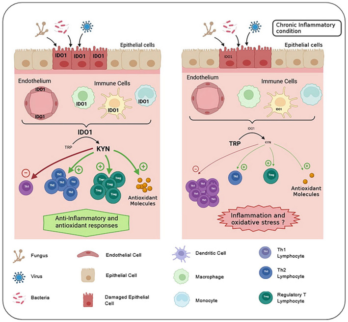 Kynurenine Pathway in Respiratory Diseases.