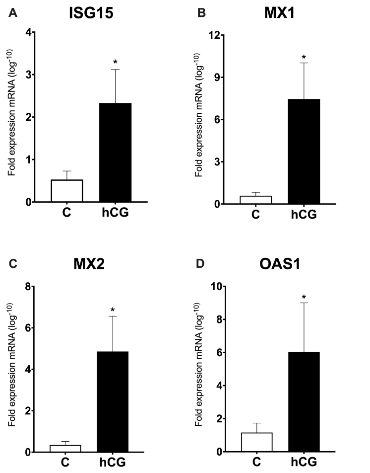 Human Chorionic Gonadotrophin (hCG) induces changes in IFN-pathway and Interferon-Stimulated Genes (ISGs) on the bovine endometrium at Day 18 of pregnancy.