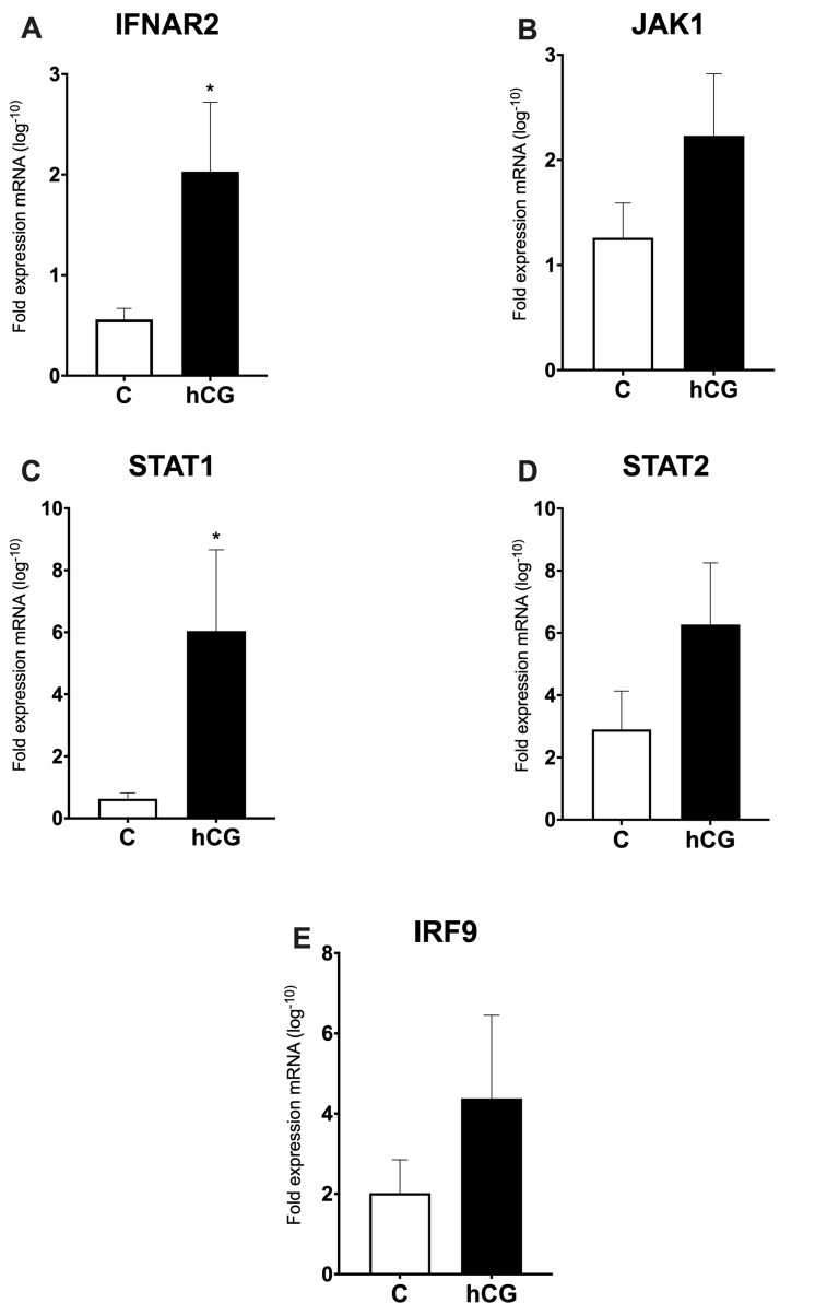 Human Chorionic Gonadotrophin (hCG) induces changes in IFN-pathway and Interferon-Stimulated Genes (ISGs) on the bovine endometrium at Day 18 of pregnancy.