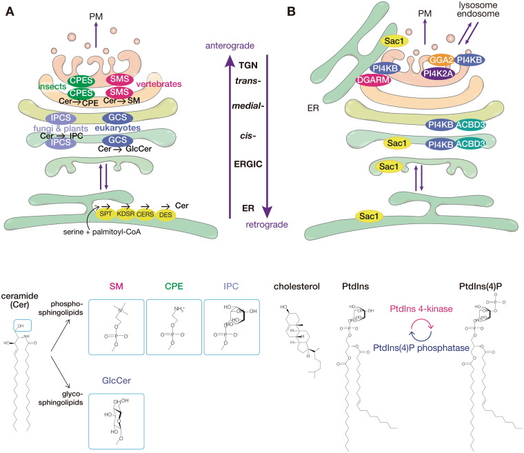 DGARM/C10orf76/ARMH3 for Ceramide Transfer Zone at the Endoplasmic Reticulum-Distal Golgi Contacts.