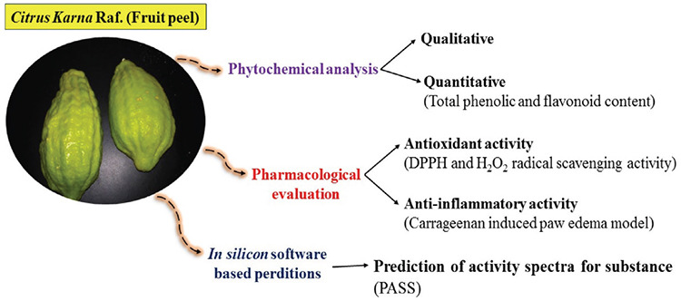 <i>In Silico</i> PASS Predictions and Exploration of Antioxidant and Anti-inflammatory Activity of <i>Citrus Karna</i> Raf. Fruit.