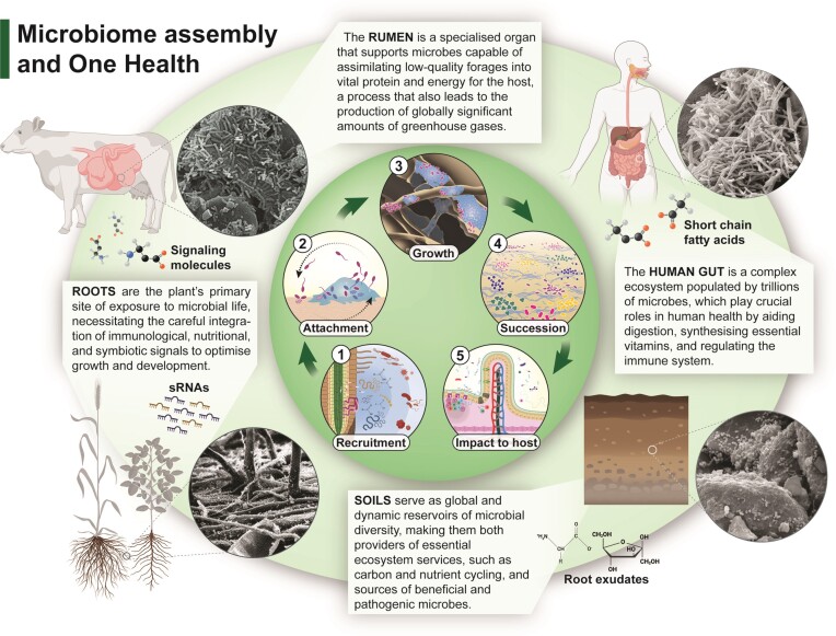 Life at the borderlands: microbiomes of interfaces critical to One Health.