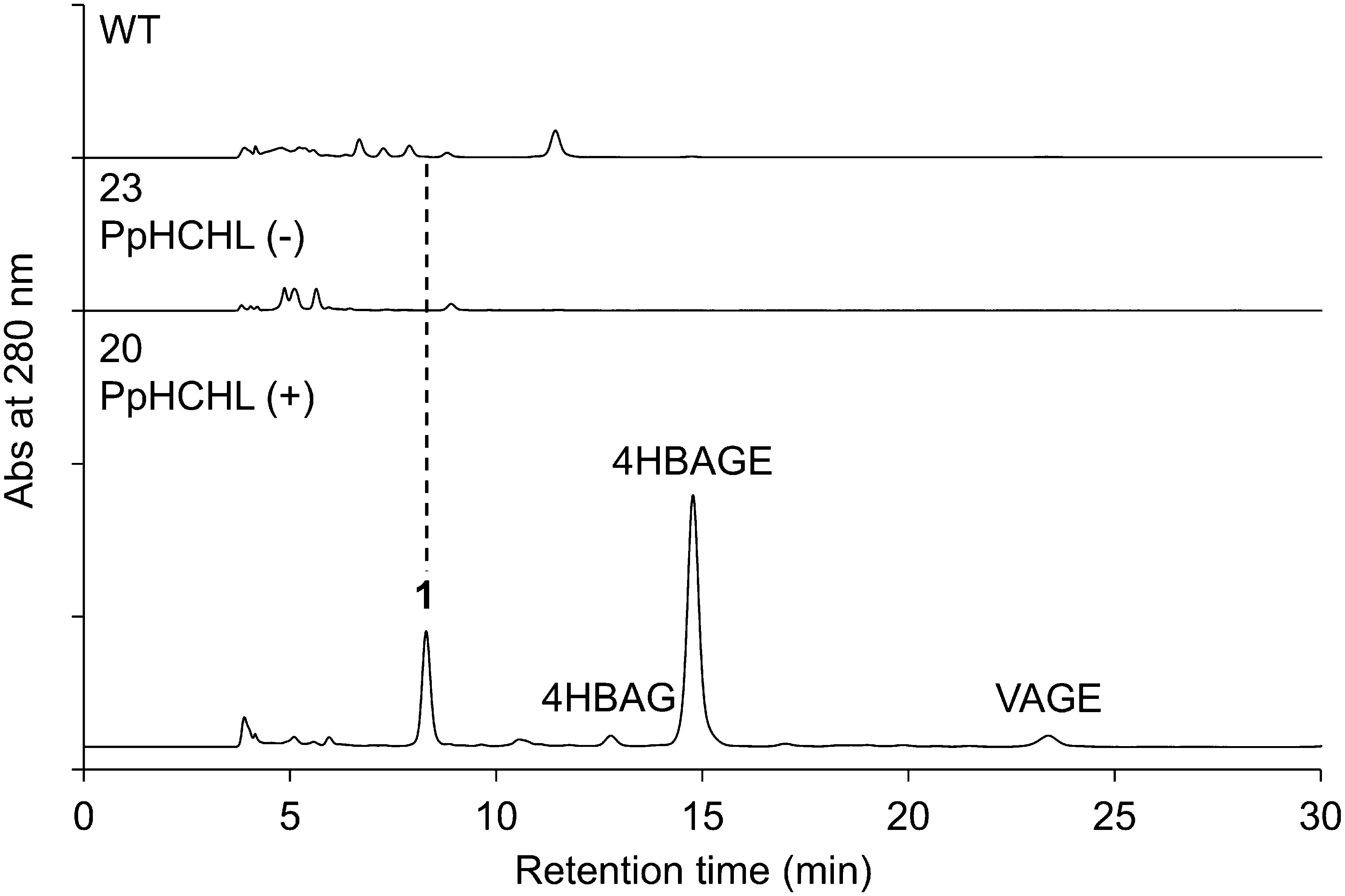 Identification of a di-glucose conjugate of 4-hydroxybenzoic acid in bamboo cells expressing bacterial 4-hydroxycinnamoyl-CoA hydratase/lyase.