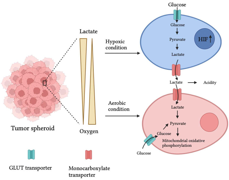 Knockout cancer by nano-delivered immunotherapy using perfusion-aided scaffold-based tumor-on-a-chip.