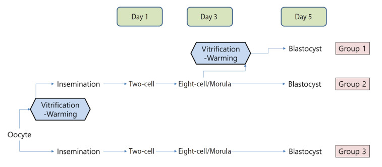 Blastocyst formation in vitrified-warmed preimplantation embryos derived from vitrified-warmed oocytes in a mouse model.