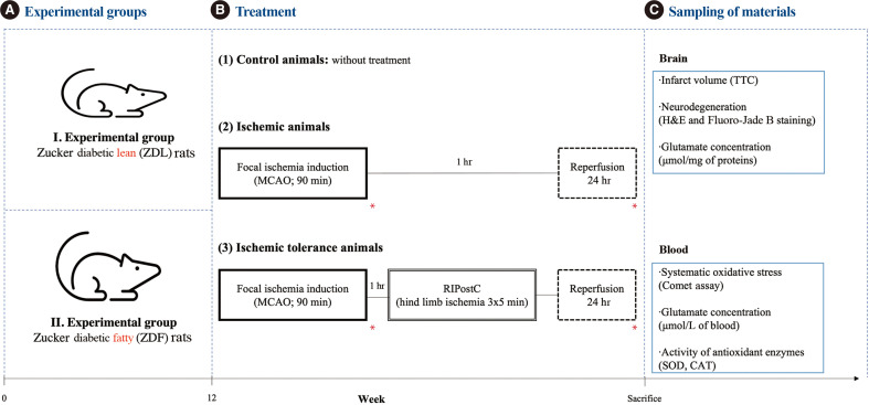 Obesity as a Limiting Factor for Remote Ischemic Postconditioning-Mediated Neuroprotection after Stroke.