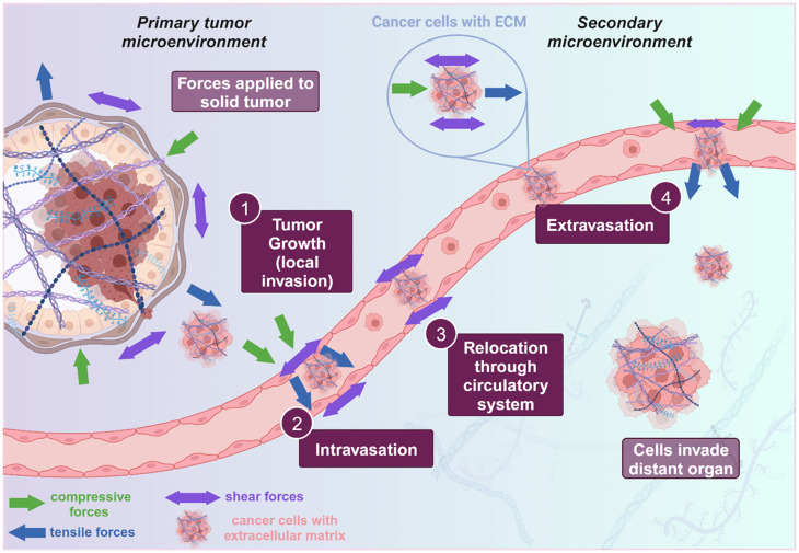 Advances in cancer mechanobiology: Metastasis, mechanics, and materials.