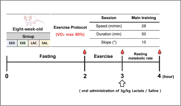 Effects of post-exercise intake of exogenous lactate on energy substrate utilization at rest.