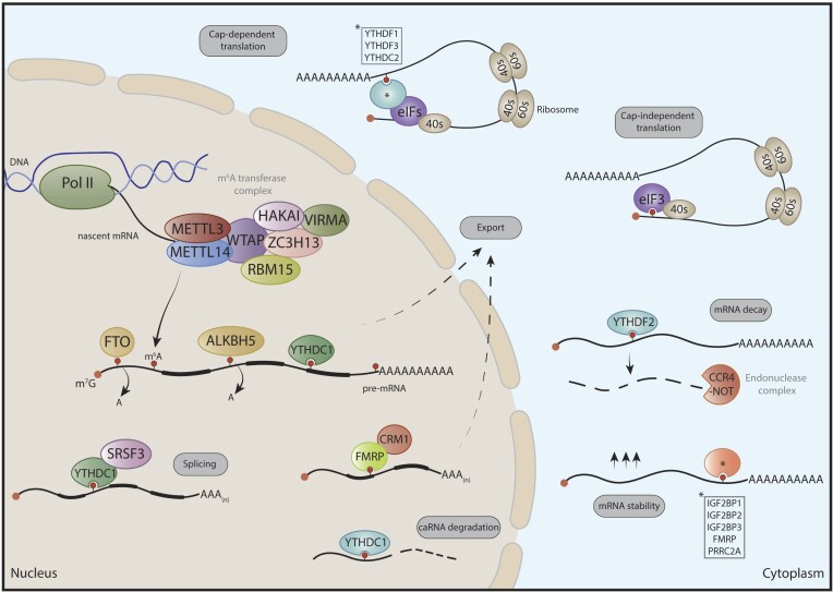 METTL3 as a master regulator of translation in cancer: mechanisms and implications.