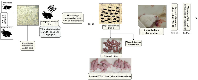 Disrupting Maternal Behavior and Inducing Cannibalism Due to Valproic Acid: An Unexplored Insight.
