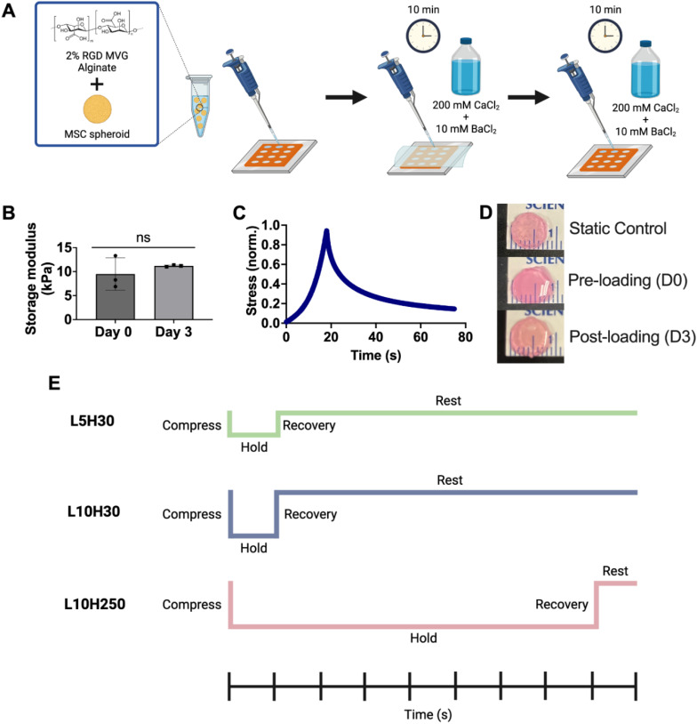 Mechanoregulation of MSC spheroid immunomodulation.