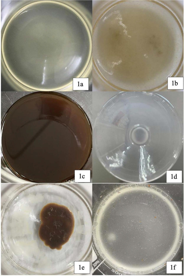 Agro-Industrial Wastes as Potential Substrates for Rhamnolipid Production by <i>Pseudomonas aeruginosa</i> USM-AR2.