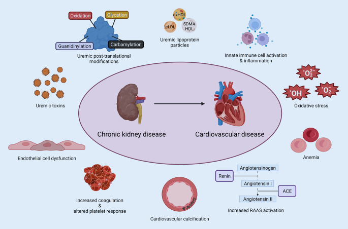 Increased cardiovascular risk in patients with chronic kidney disease.