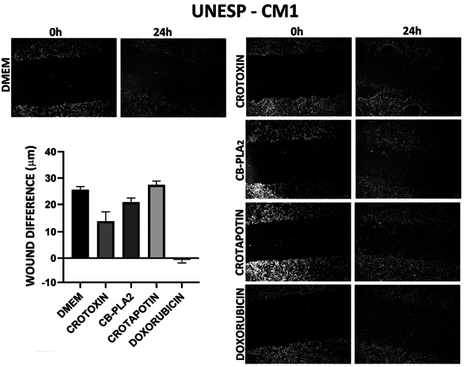 Cytotoxic effects of crotoxin from <i>Crotalus durissus terrificus</i> snake in canine mammary tumor cell lines.