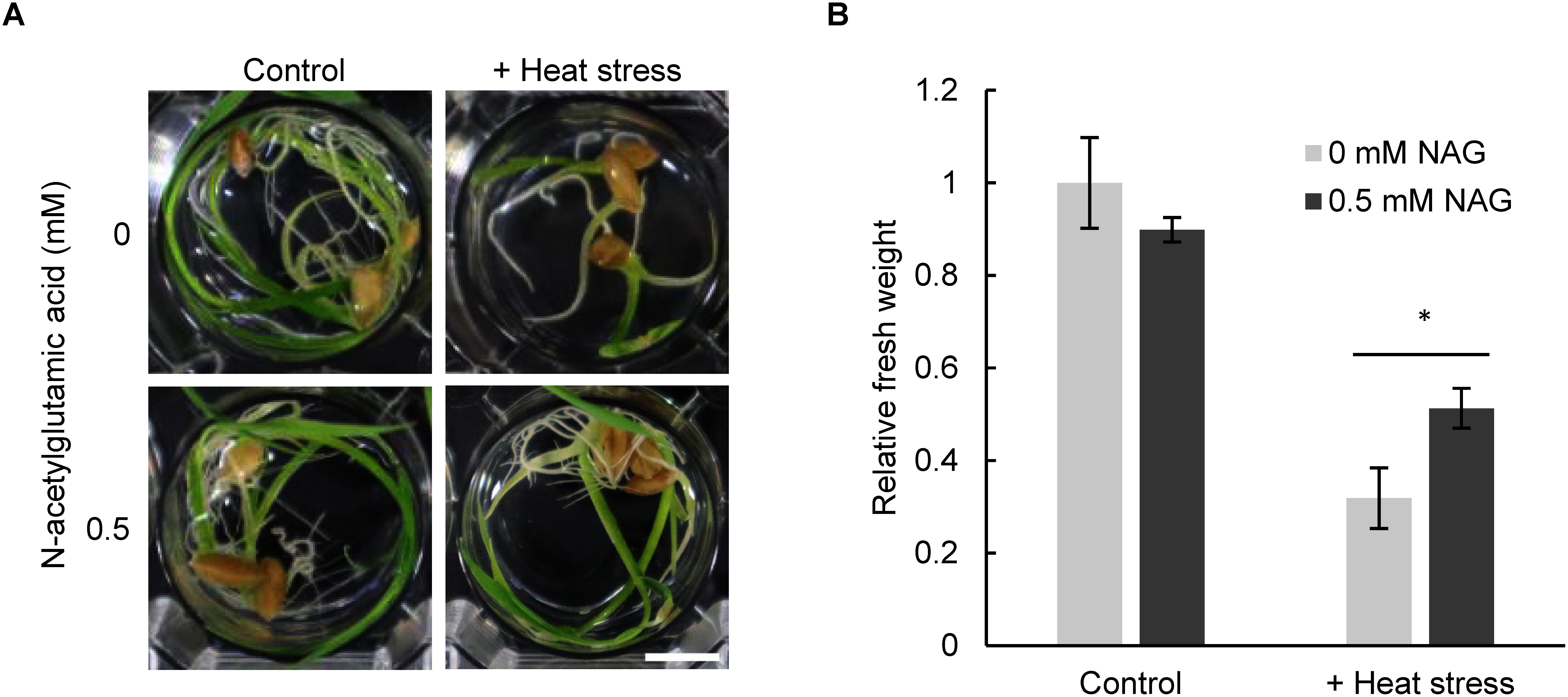 Exogenous treatment with N-acetylglutamic acid confers tolerance to heat stress in plants.