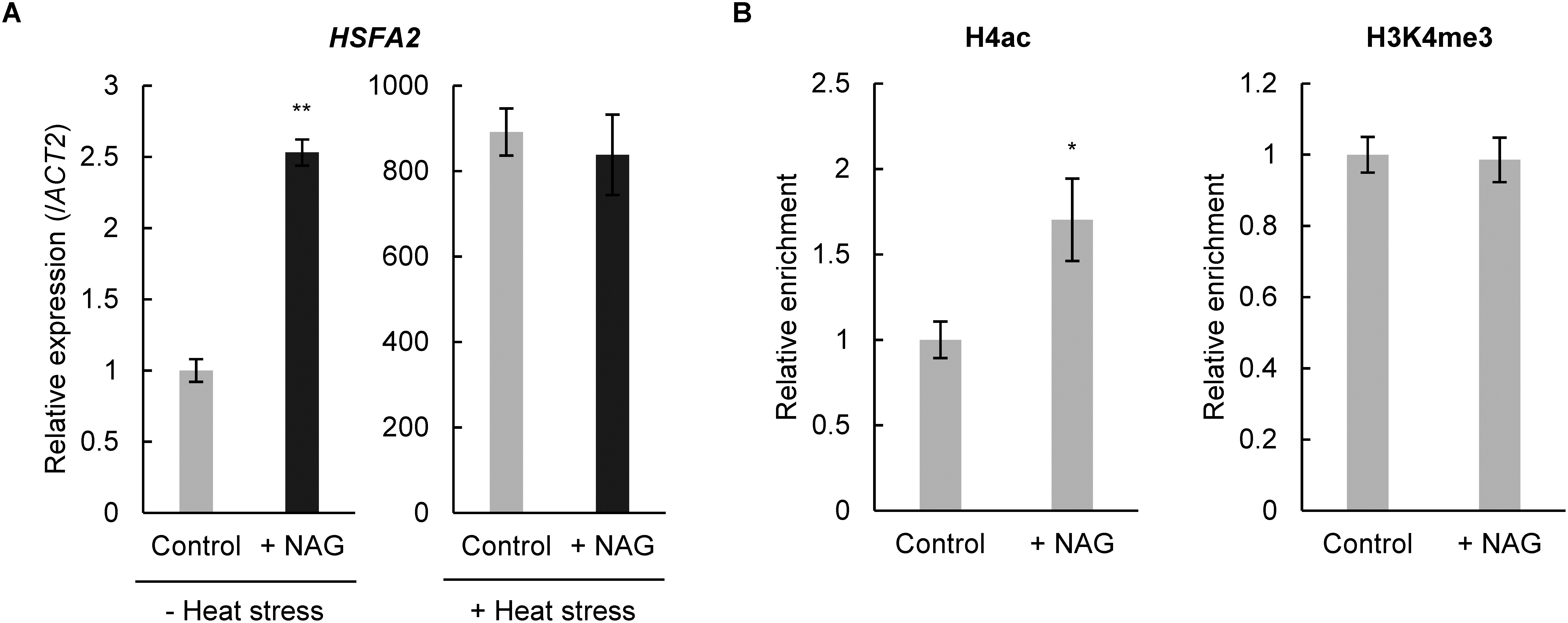 Exogenous treatment with N-acetylglutamic acid confers tolerance to heat stress in plants.