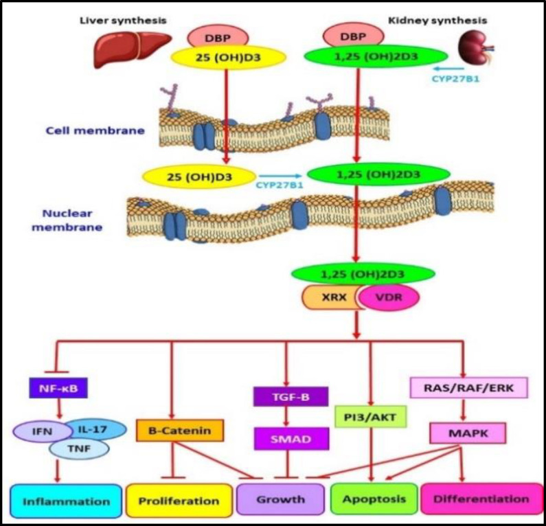 Association between Vitamin D Receptor Polymorphism and Susceptibility to Oral Lichen Planus and Oral Squamous Cell Carcinoma.
