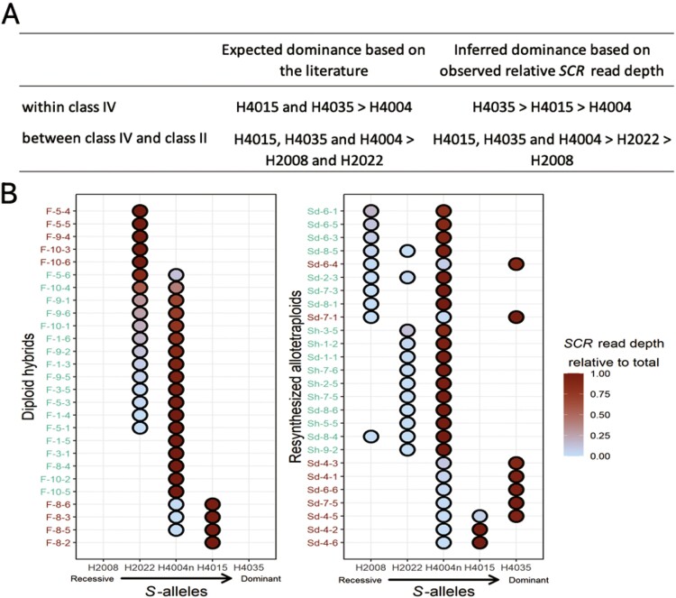 Dominance between self-incompatibility alleles determines the mating system of <i>Capsella</i> allopolyploids.