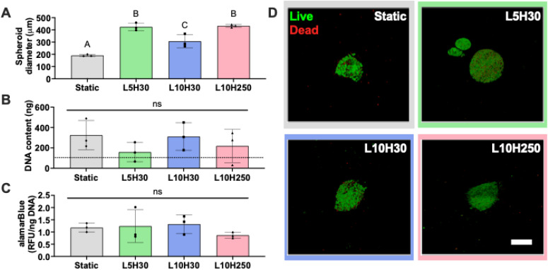Mechanoregulation of MSC spheroid immunomodulation.